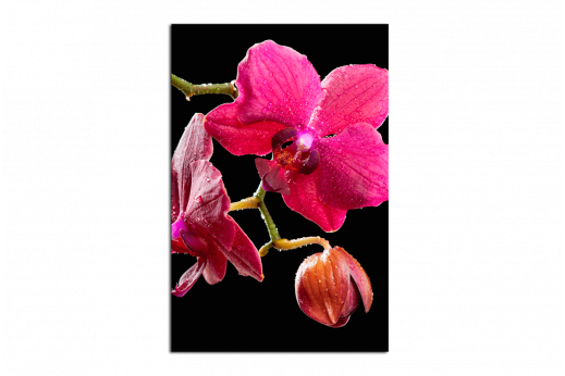 Картина Орхидея с каплями